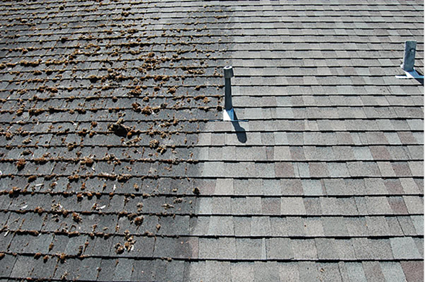 Roof & Gutter Cleaning